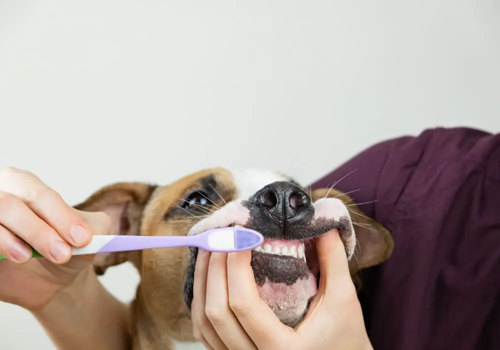 Signs Your Dog Needs Dental Care
