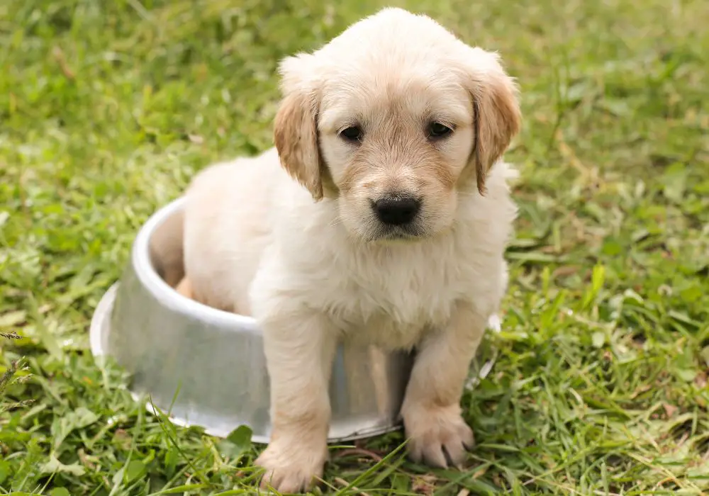 Signs of Teething in Puppies