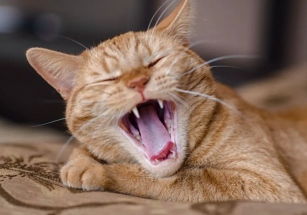 Symptoms of Cat Teeth Problems