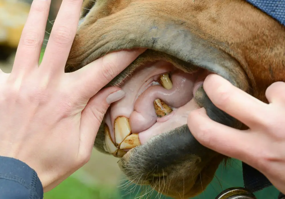 Teeth and Horse Behavior
