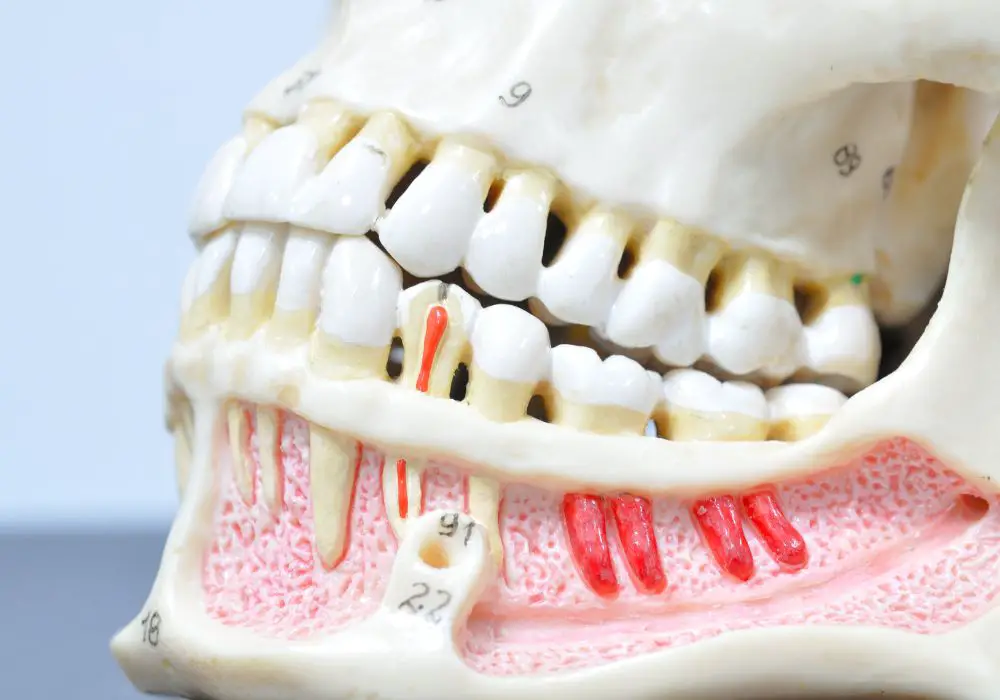 The Anatomy of Teeth