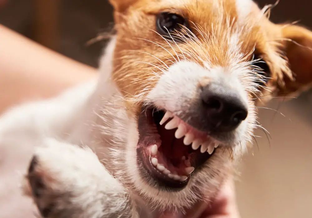 The Process of a Puppy Tooth Falling Out