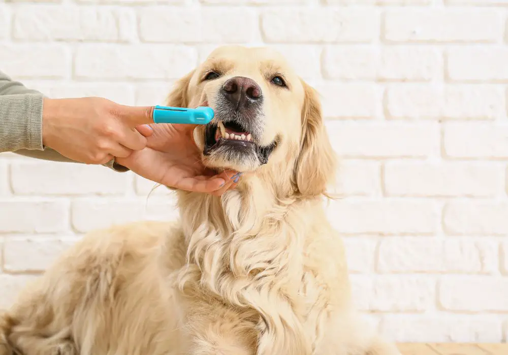 Tips To Maintain Your Dog's Oral Health