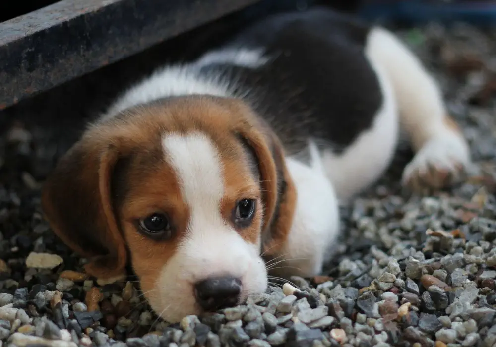 Understanding Puppy Teething and Bad Breath