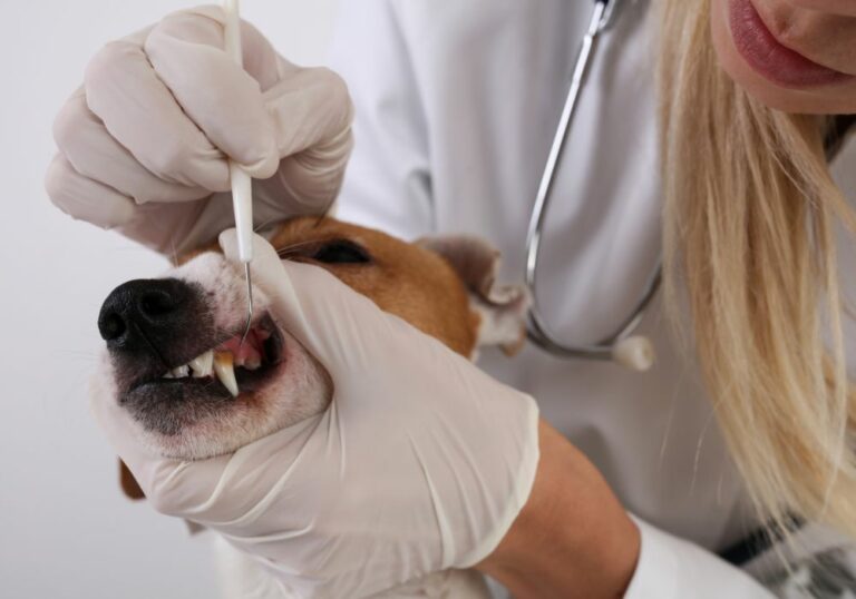 How to Trim Your Dog's Teeth A Friendly Guide