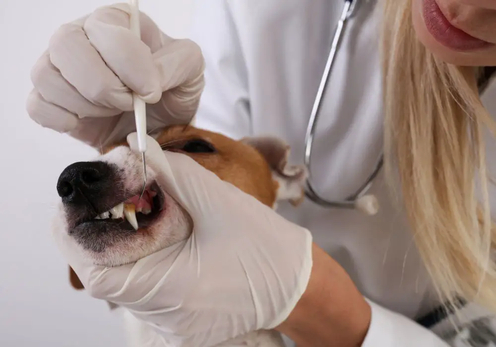 Understanding Your Dog's Dental Health