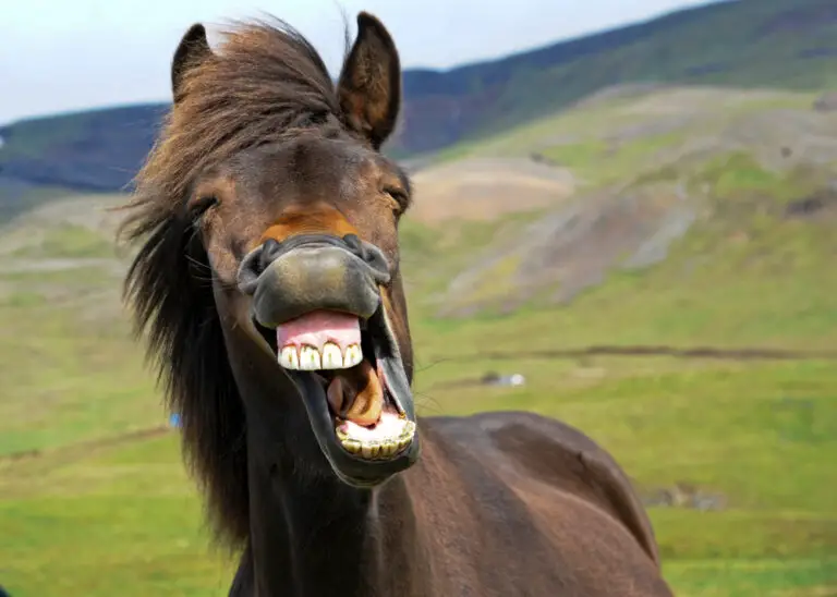 What Does It Mean When a Horse Shows Teeth? Understanding Equine Behavior