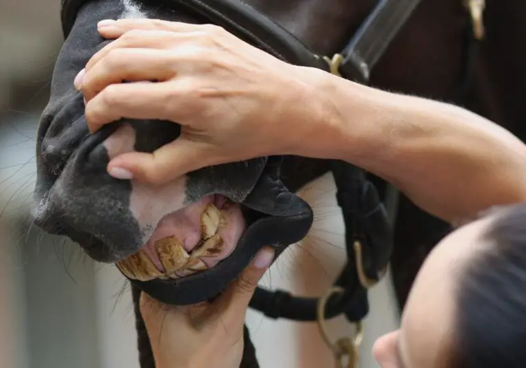 What Can You Learn About a Horse from Its Teeth?