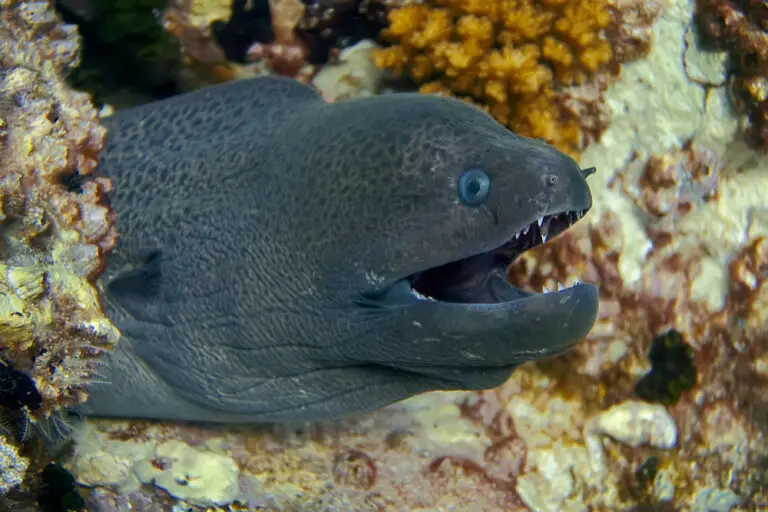 What Fish Has Black Teeth? Discover the Unique Tooth Color of the Sheepshead Fish