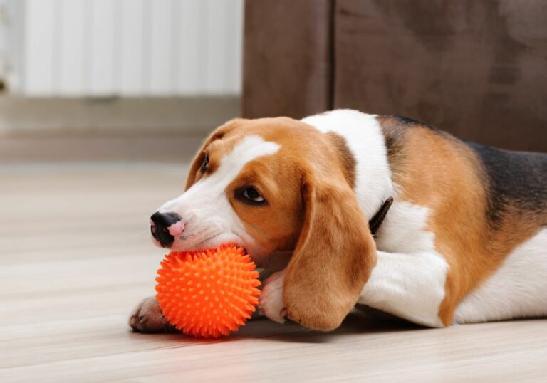 What Does a Puppy Tooth Look Like When It Falls Out? A Friendly Guide to Understanding Your