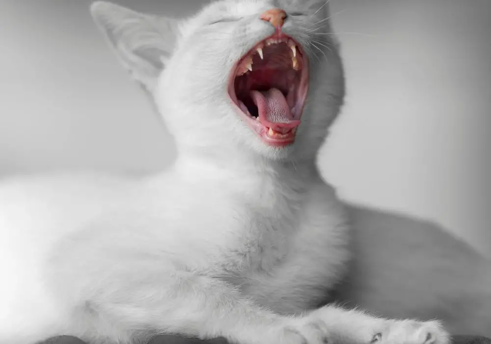 What to Expect When Kitten Loses Teeth