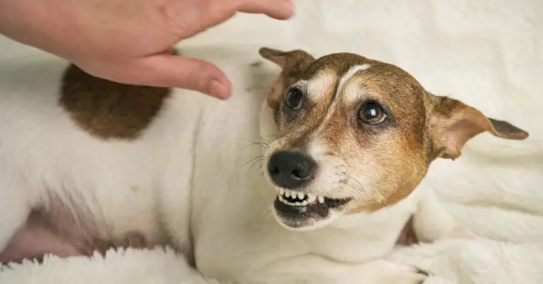 What to Do When Your Dog Bares His Teeth: Tips and Tricks for Keeping You and Your Pup Safe