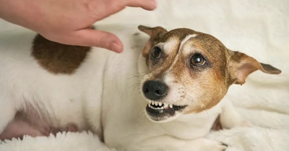 What to Do When Your Dog Bares His Teeth Tips and Tricks for Keeping