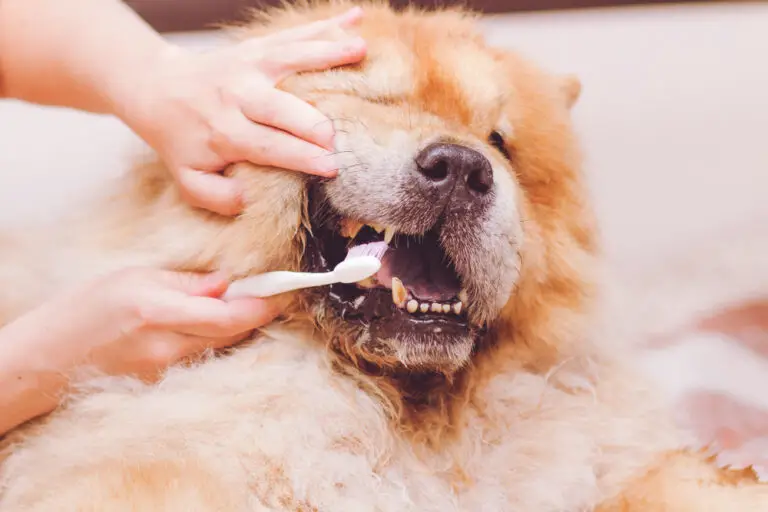 When to Start Brushing Your Dog’s Teeth: A Helpful Guide