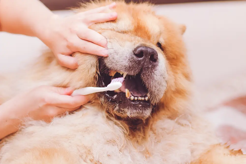 When to Start Brushing Your Dog's Teeth A Helpful Guide