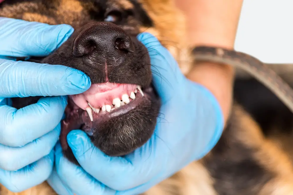 Where Do Dogs' Teeth Go When They Fall Out? Exploring the Fascinating
