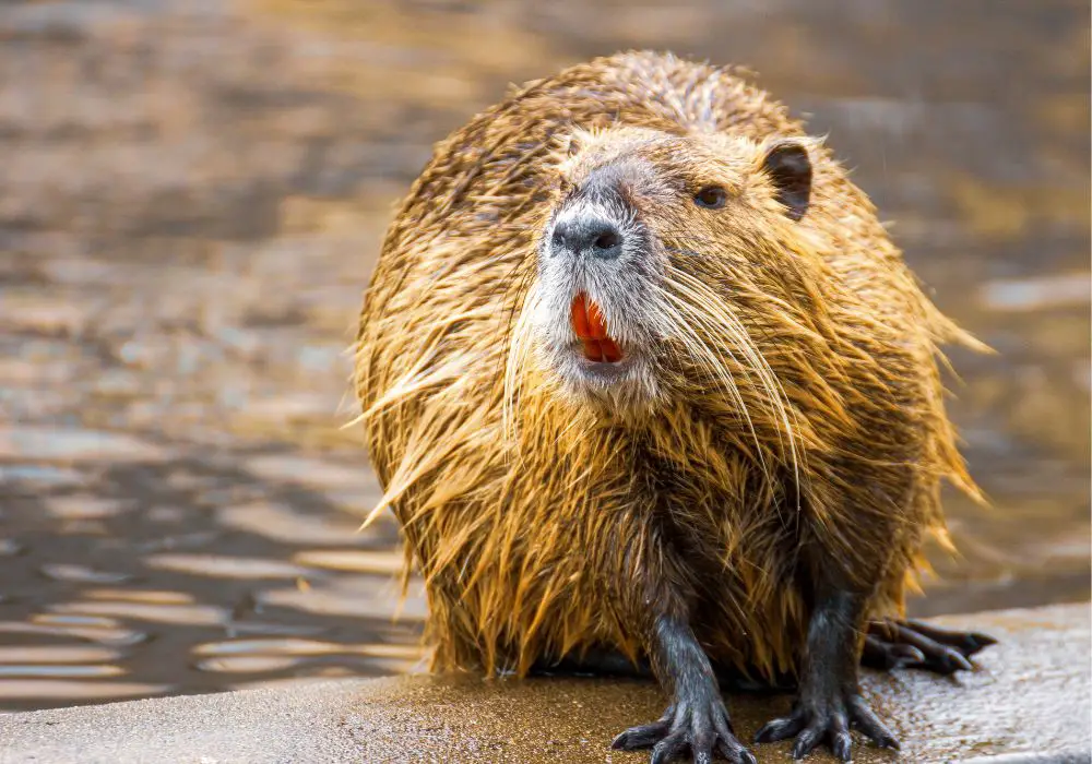 Why Beavers Teeth Don't Rust?