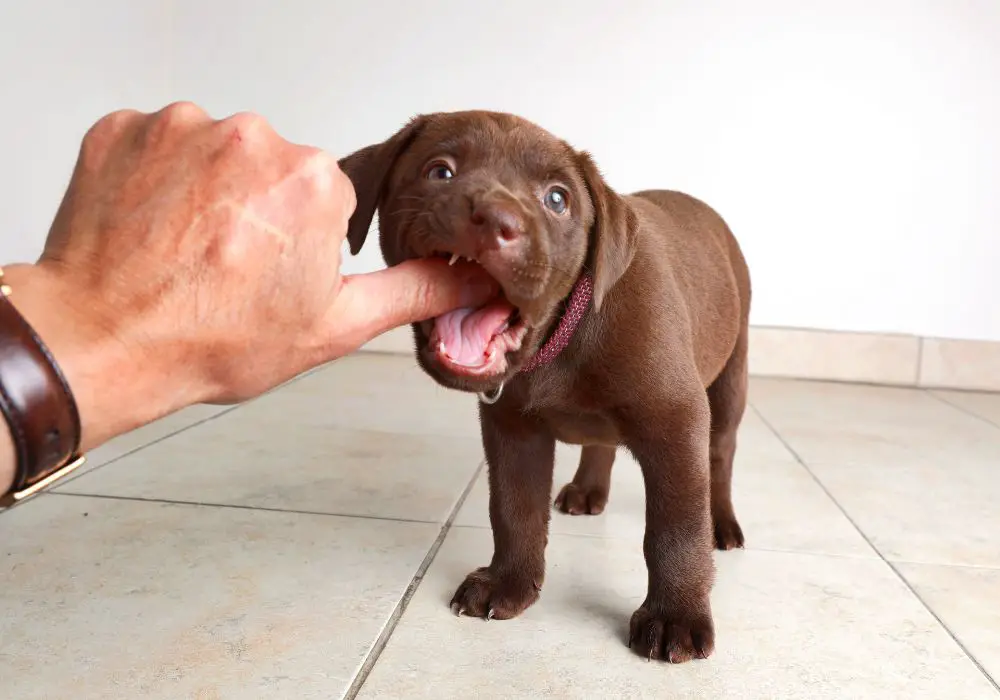 Why Do Puppies Grind Their Teeth