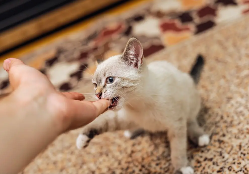 Why Kittens Bite When Teething