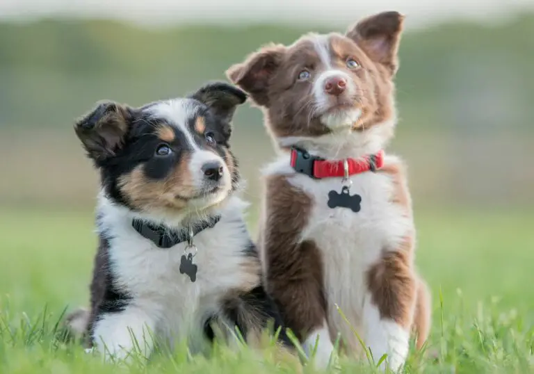 Do Puppies Stop Teething When Their Teeth Fall Out? Explained!