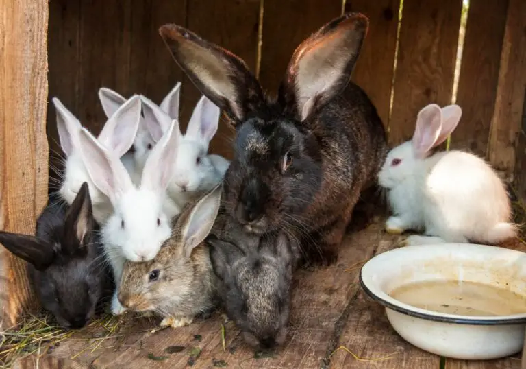 What to Do When Your Rabbit’s Teeth Are Too Long: Tips from a Friendly Expert