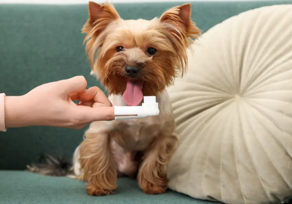 How To Maintain Your Dog’s Oral Health?